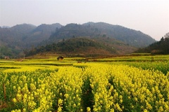 油菜花田