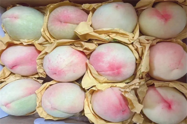 奉化水蜜桃