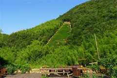 竹林