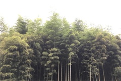 竹林