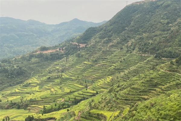 茗岙梯田