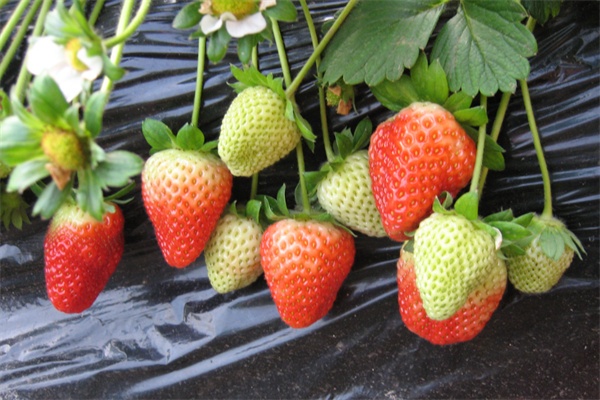 	生长中的草莓