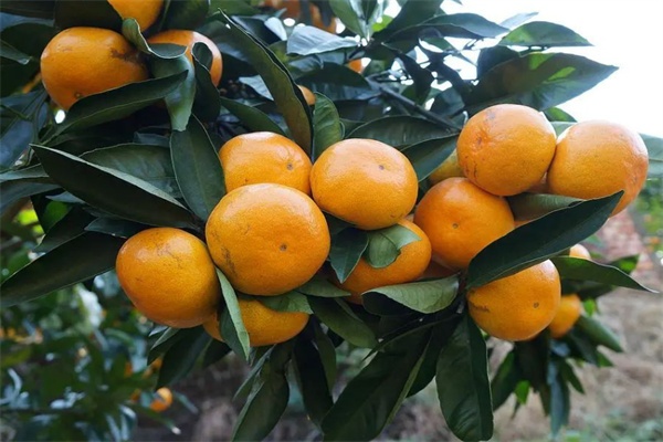 天台山蜜橘
