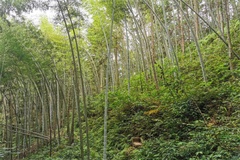 百竹园景区