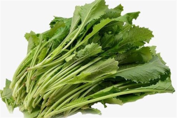 	春不老生菜