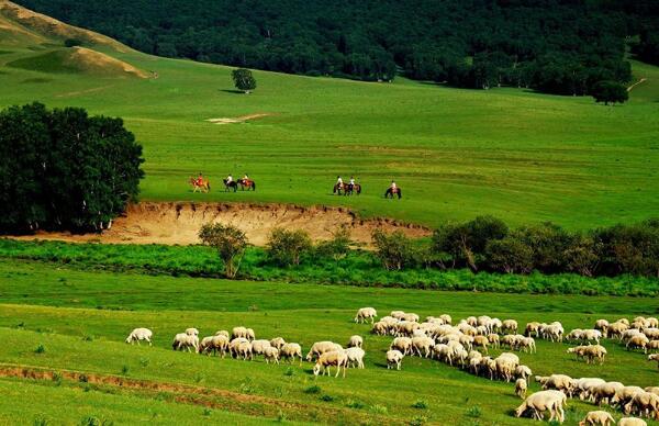 坝上草原的牛羊