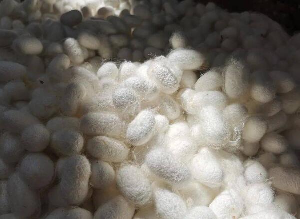 阳城特产蚕茧