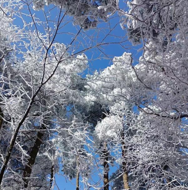 树林雪景