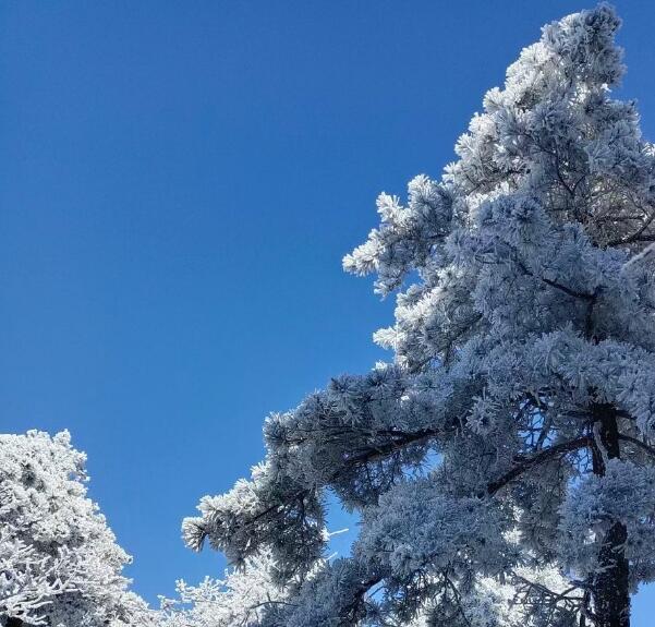 蓝天下的雪松