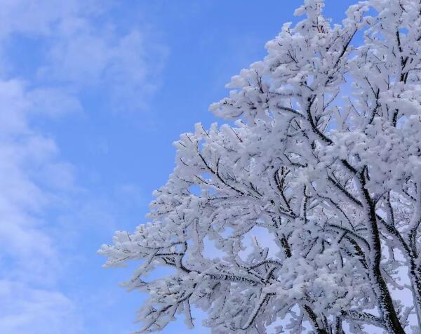 枝头雪景