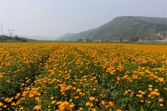 美景