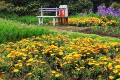 前卫村里的花园