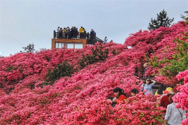 杜鹃花