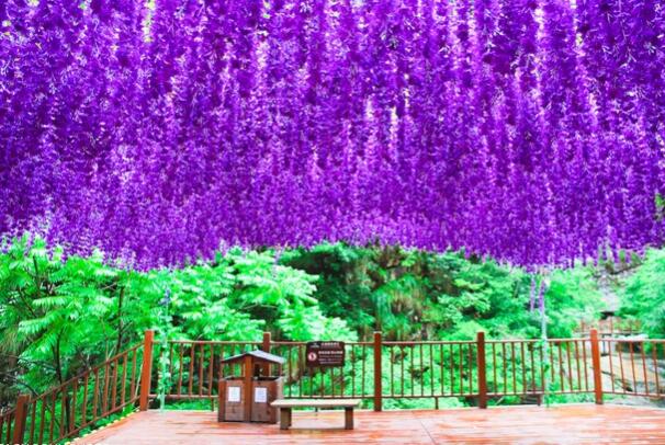 紫藤花平台