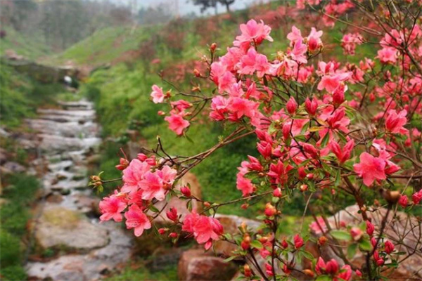 城山沟杜鹃花