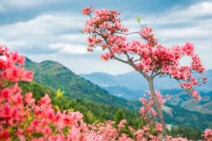 浙中高山杜鹃花盛放——高姥山赏花指南