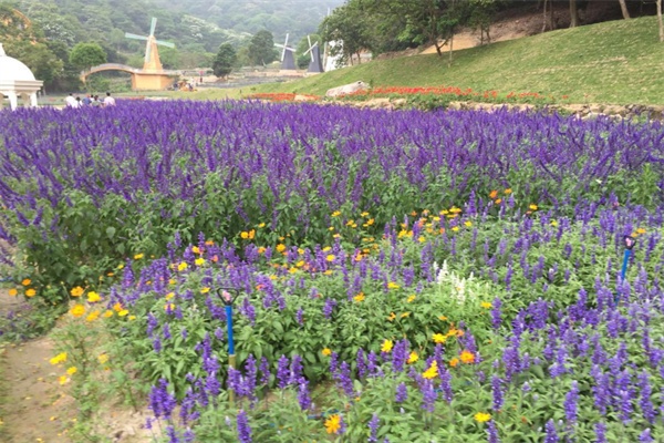 	薰衣草