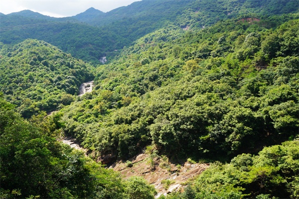 密林