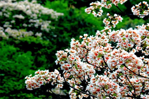油桐花