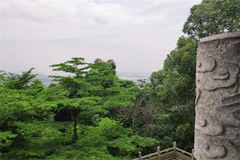 绿树