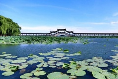 荷叶风景