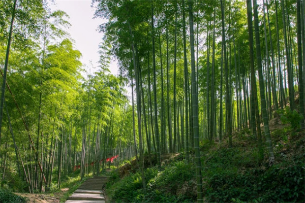 竹林