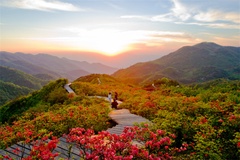鲜花