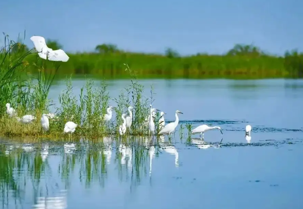 太湖白鹭
