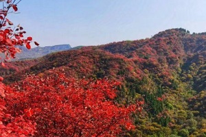 鹞落坪红叶谷