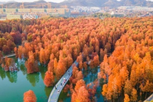 青山湖水杉林：秋日的红杉奇境与悠然绿道