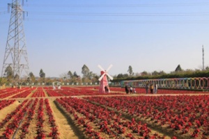 佛山盈香生态园，花海与欢乐世界的完美结合