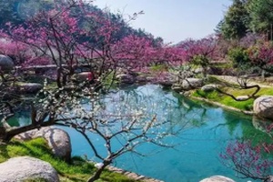 梅花香自东方来，探秘长兴东方梅园的自然与文化之美