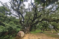 荔枝公园