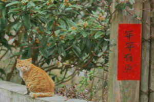 岁末将至，那就“相见”吧