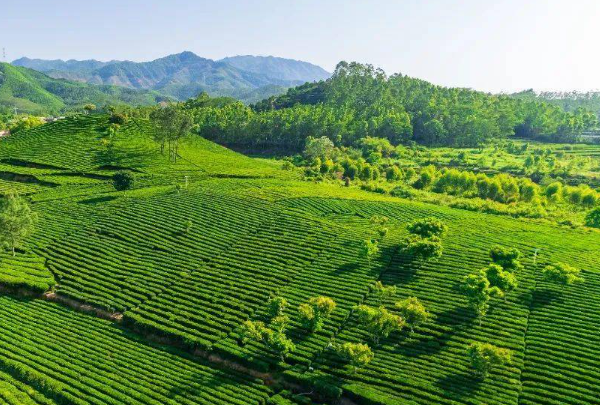 柏塘山茶的茶园