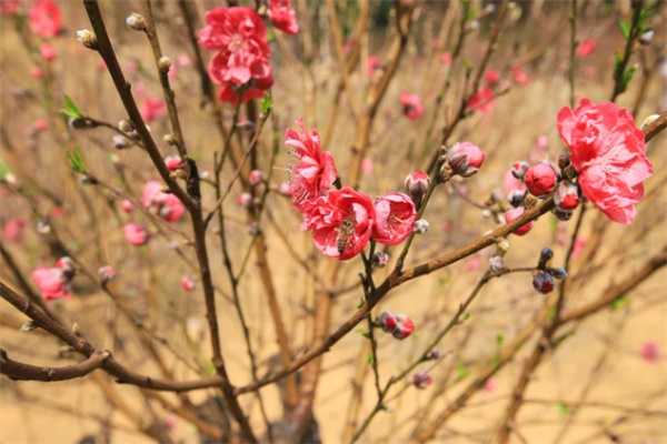 桃花