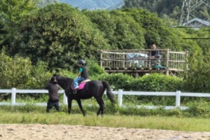 临安也有马术场啦！就在花田里
