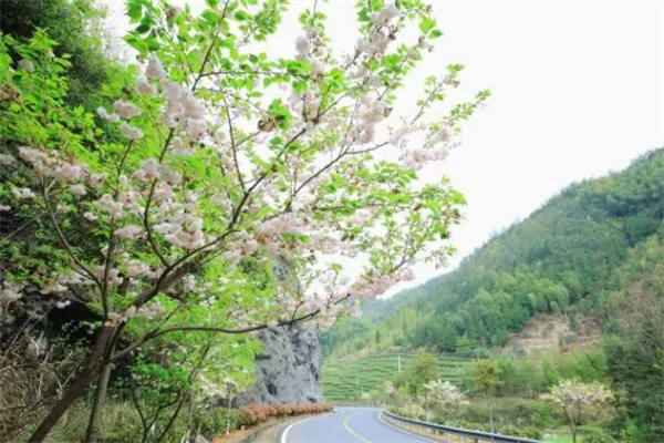 景观公路