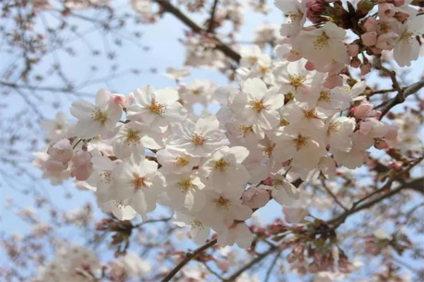 樱花