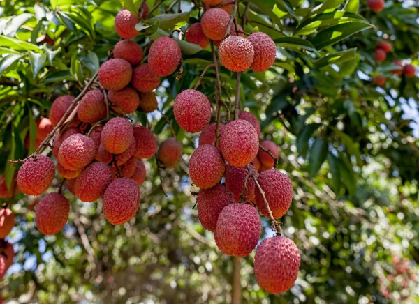 树上的荔枝
