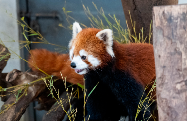 小浣熊
