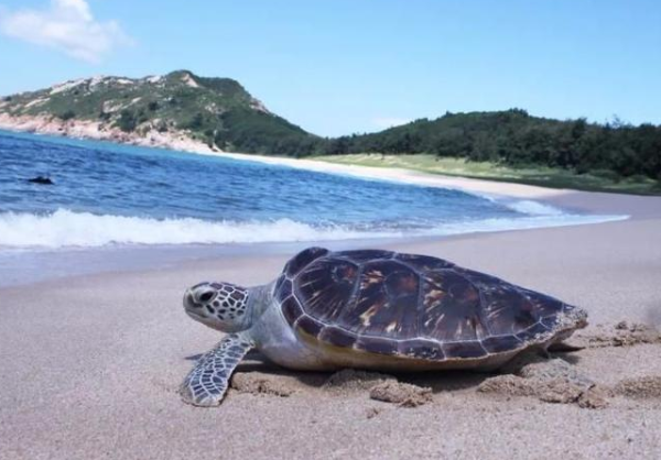海龟湾的海龟