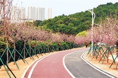 公园道路