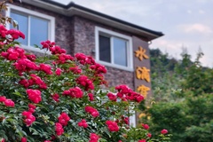 农庄的花