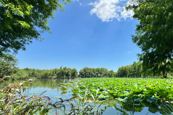 夏天景色