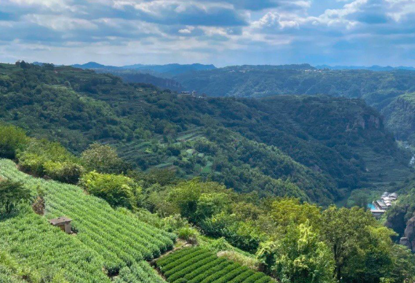 下岩贝村茶园