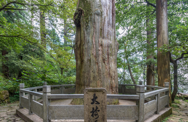 天目山柳杉
