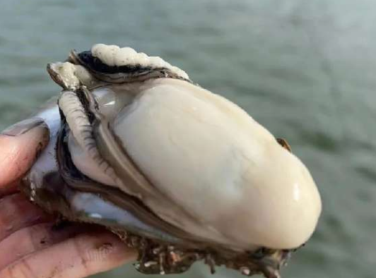新鲜的晨洲蚝