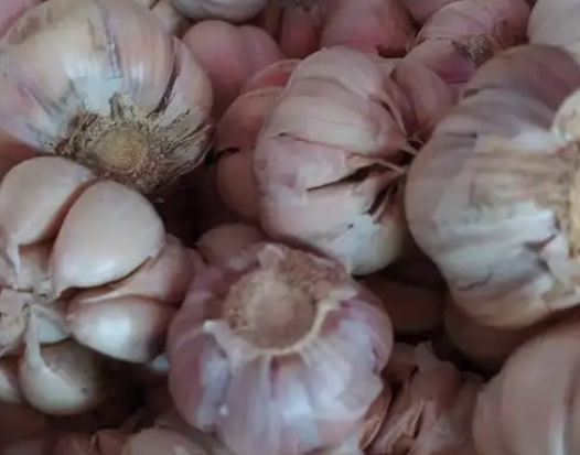 汕尾特产大安蒜