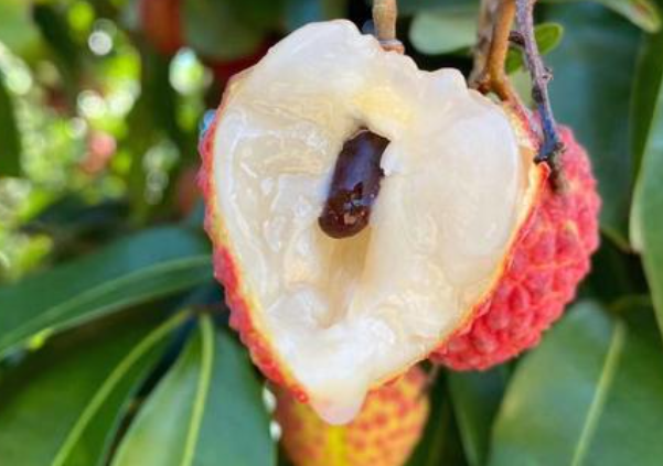 果肉厚实的荔枝